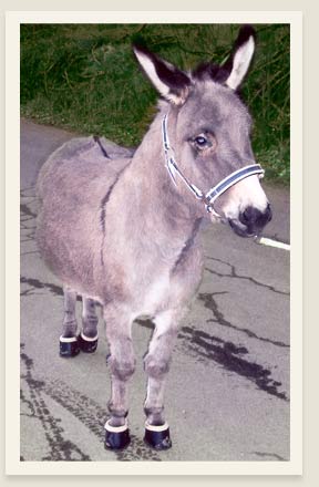 Bild: Engl`s Hufschuhe - nicht nur f&uuml;r Pferde