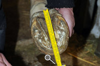 Bild Hufl&auml;nge messen